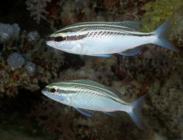  Scolopsis ghanam (Arabian Monocle Bream)